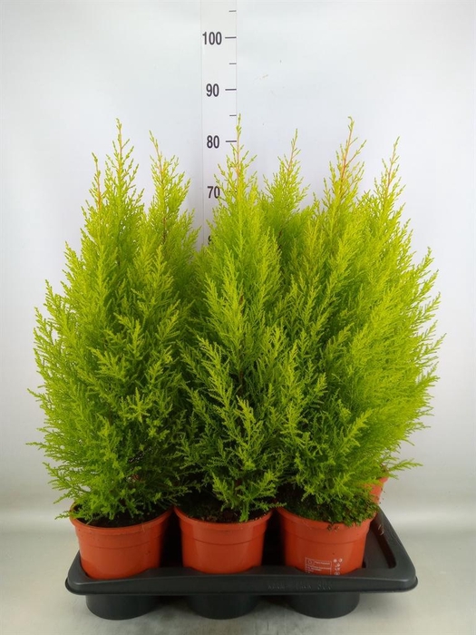 <h4>Cupressus macro. 'Goldcrest Wilma'</h4>