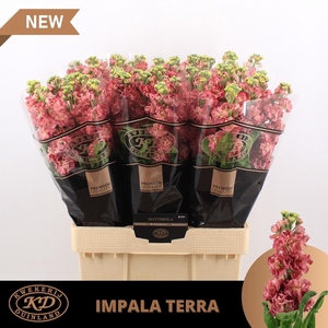 Matth Impala Terra