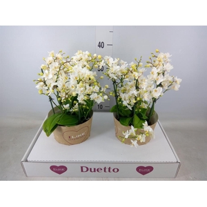 Phalaenopsis multi. 'Cream Punch'