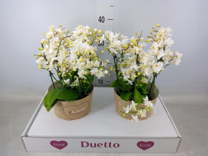 <h4>Phalaenopsis multi. 'Cream Punch'</h4>