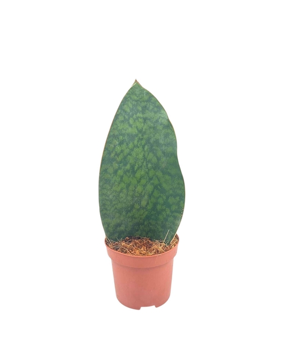 <h4>Sansevieria trif. overig</h4>