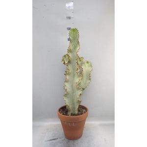 Euphorbia ingens 'Variegata'