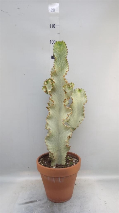 <h4>Euphorbia ingens 'Variegata'</h4>