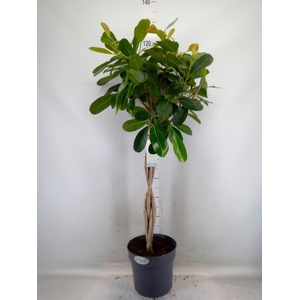 Ficus microcarpa 'Smile'