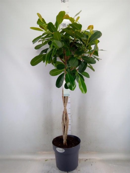 <h4>Ficus microcarpa 'Smile'</h4>