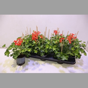 Pel Pelt Decora Rood