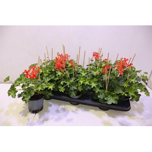 Pel Pelt Decora Rood