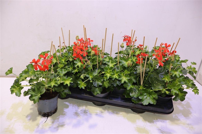 <h4>arr8 Pel Pelt Decora Rood</h4>