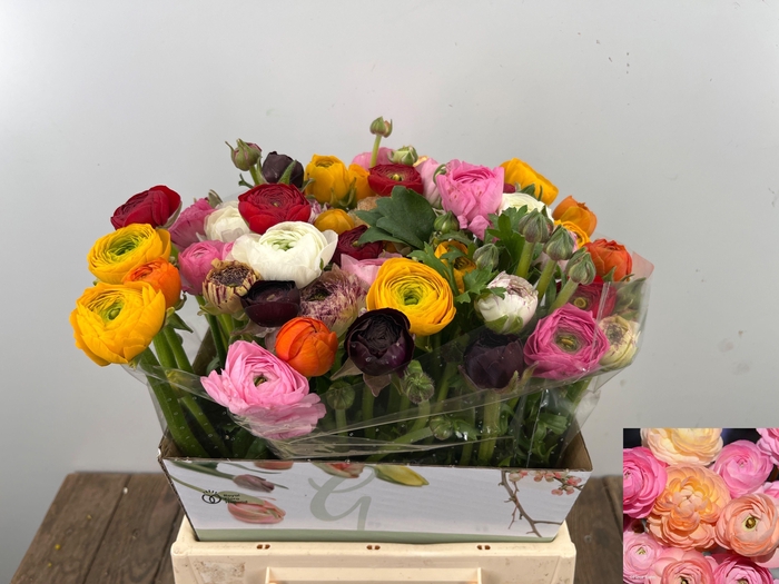 <h4>RAN GEM IN BOS</h4>