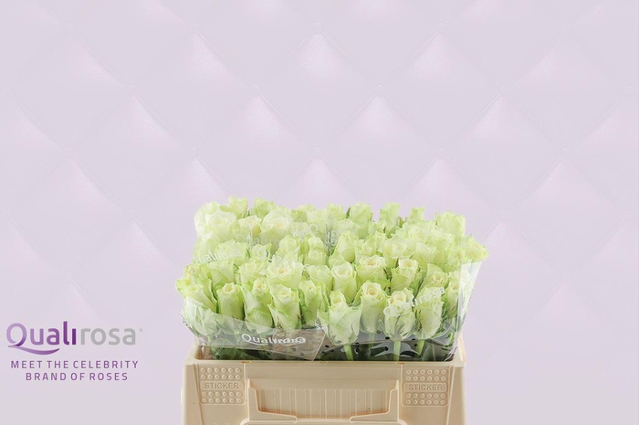 <h4>R Gr Athena</h4>