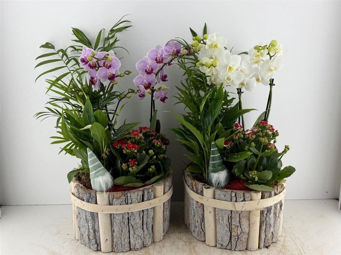 <h4>Arr (1) Beukenhout Rond Phal</h4>