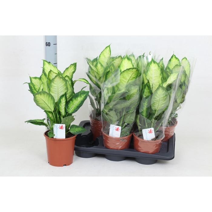 <h4>Dieffenbachia Camilla 17Ø 50cm</h4>