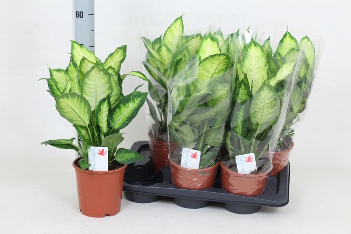 <h4>DIEFF CAMILLA</h4>