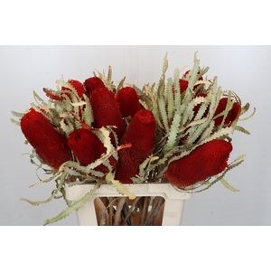 Dried Banksia Prionote Red