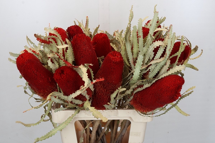 <h4>Dried Banksia Prionote Red</h4>