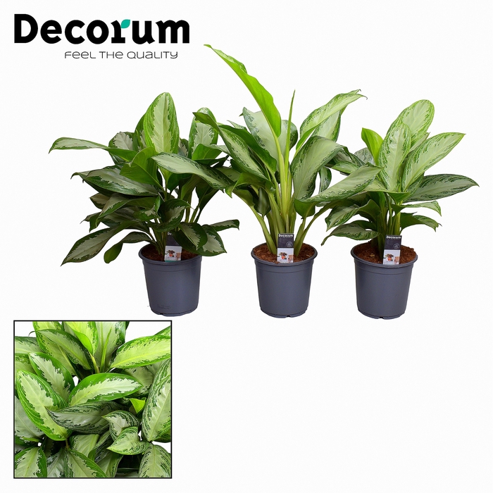 <h4>Aglaonema Gemengd</h4>