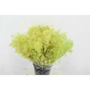 RUSCUS BLEACHED LIGHT GREEN