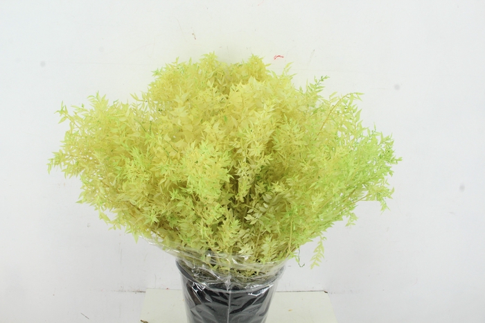 <h4>RUSCUS BLEACHED LIGHT GREEN</h4>