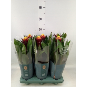 Guzmania  'Akabar'