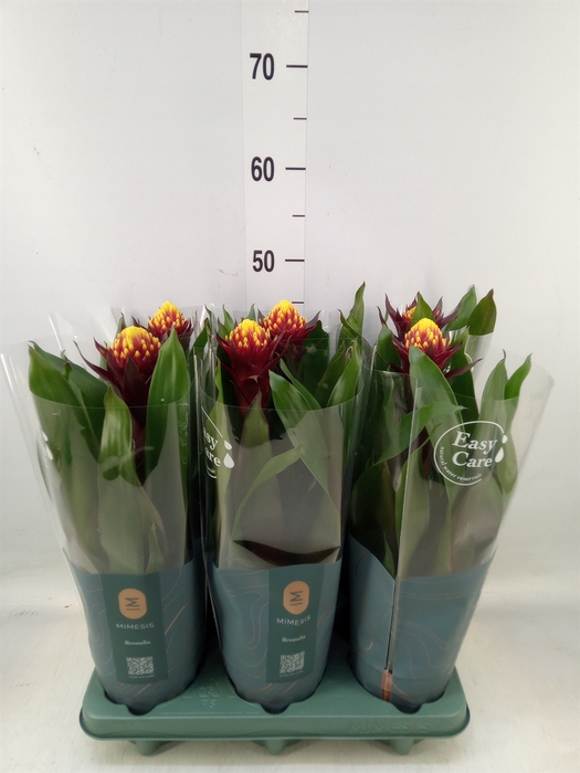 <h4>Guzmania  'Akabar'</h4>