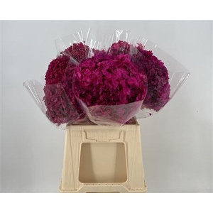 Dr Hydra Annab Stab Fuchsia