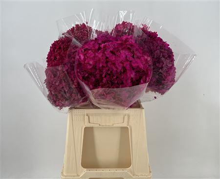 <h4>Dr Hydra Annab Stab Fuchsia</h4>