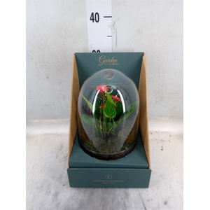 Arr.  Anthurium H%