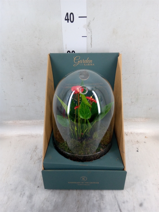 <h4>Arr.  Anthurium H%</h4>