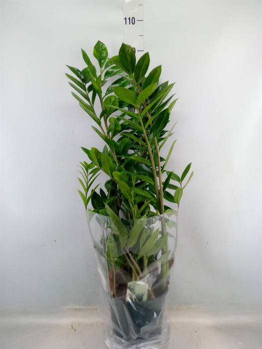 <h4>Zamioculcas zamiifolia</h4>