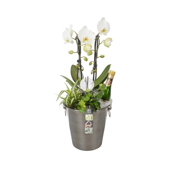 <h4>PTON5139 Arrangement New Year in metaal emmer</h4>