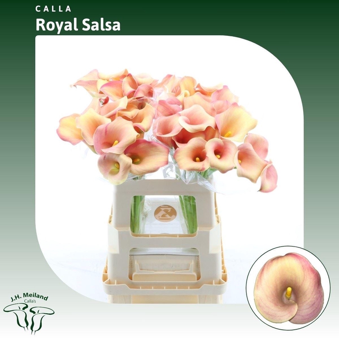 <h4>Calla Royal Salsa</h4>