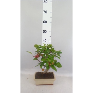 Bonsai   ...