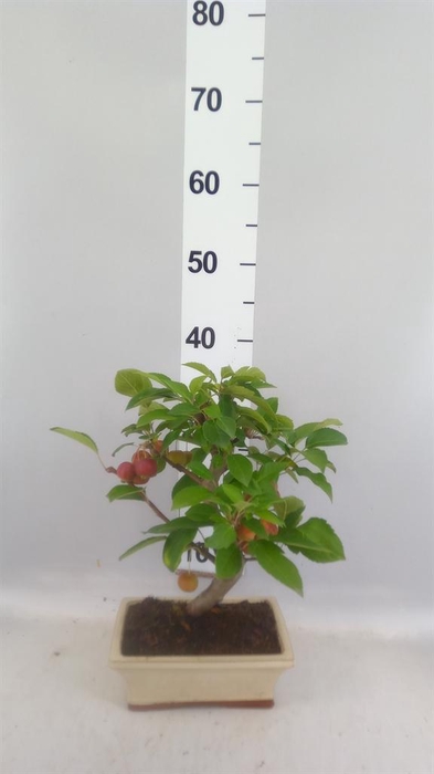 <h4>Bonsai   ...</h4>