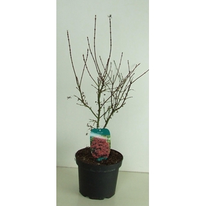 Acer palmatum 'Shaina' P23