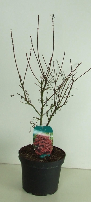 <h4>Acer palmatum 'Shaina' P23</h4>
