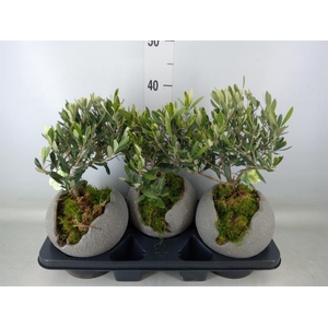 Arr.   Tuinplanten H%