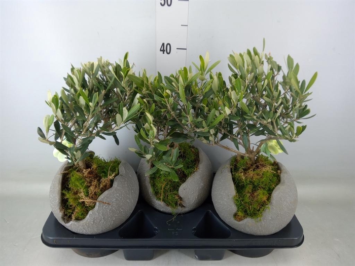 <h4>Arr.   Tuinplanten H%</h4>