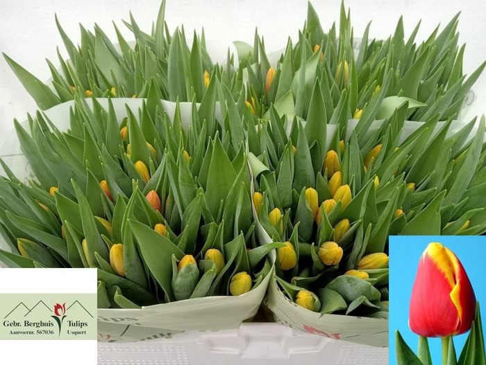 <h4>TU EN DENMARK</h4>