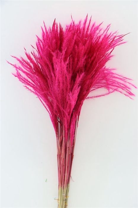 <h4>Dried Stipa Feather Cerise P. Stem</h4>