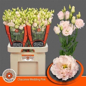 Eus G Chac Wed Pink (NL),(10)