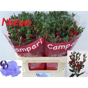 Alst Fl Campari
