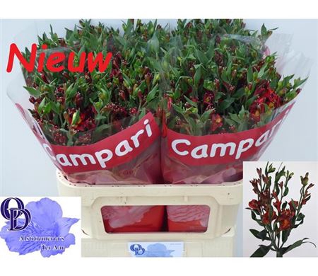 Alst Fl Campari