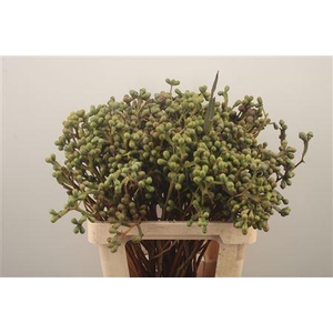 Euc Greenberry Per Bunch