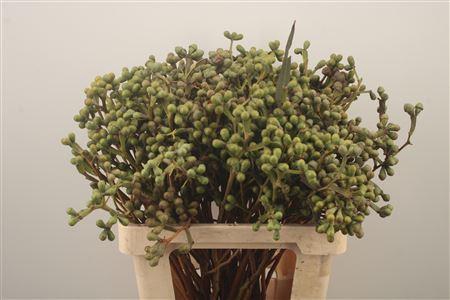 <h4>Euc Greenberry Per Bunch</h4>