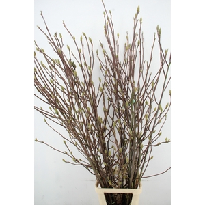 MAGNOLIA LENNEI ALBA PER STEM 180CM