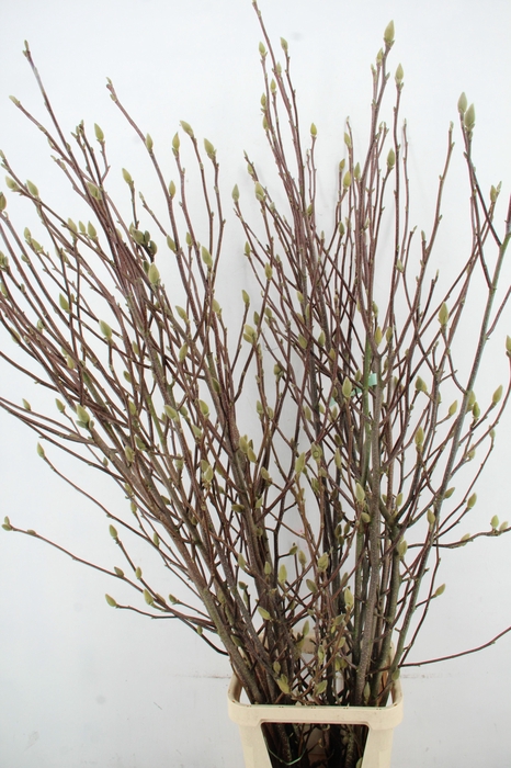 <h4>MAGNOLIA LENNEI ALBA PER STEM 180CM</h4>