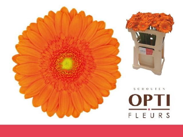 <h4>Gerbera mini Max</h4>