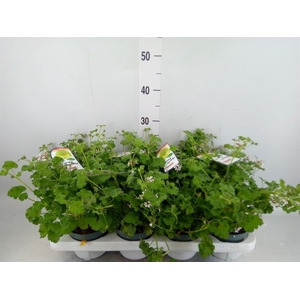 Pelargonium   ...mix smelling