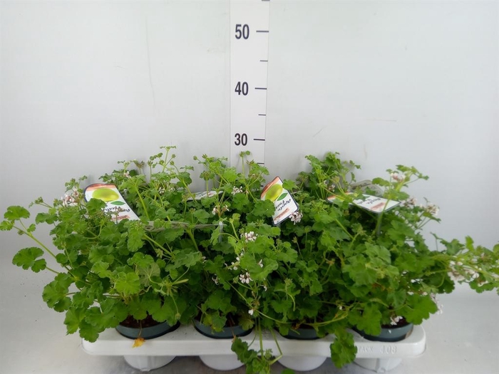 <h4>Pelargonium   ...mix smelling</h4>