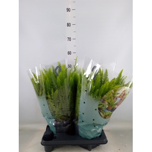 Nephrolepis exal. 'Green Lady'